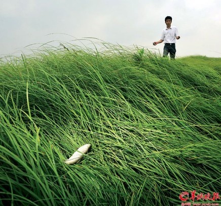 直击长江中下游大旱 鄱阳湖变成大草原