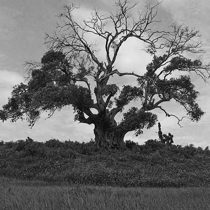 五律-晚成兩首/仲維光